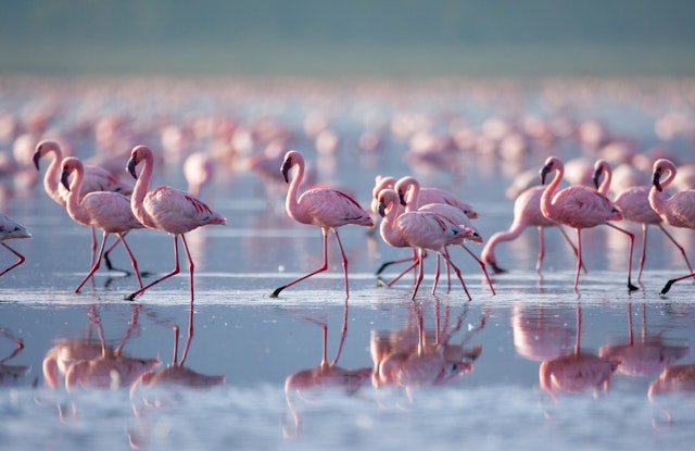 Nakuru-0