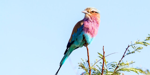 Pilanesberg National Park-2