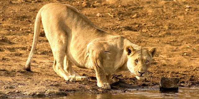 Pilanesberg National Park-4
