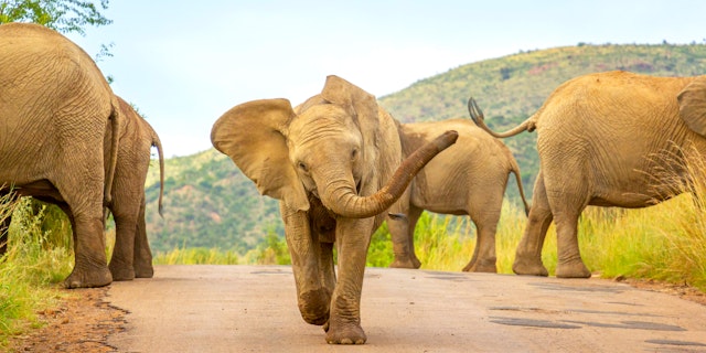 Pilanesberg National Park-0