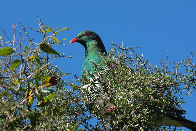 Whanganui National Park-1