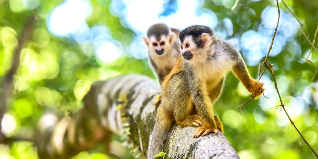 Manuel Antonio National Park-1