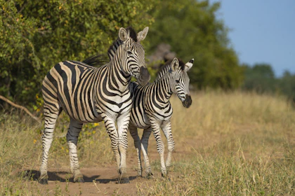 Kruger Nationalpark Safari in Südafrika - Image 3