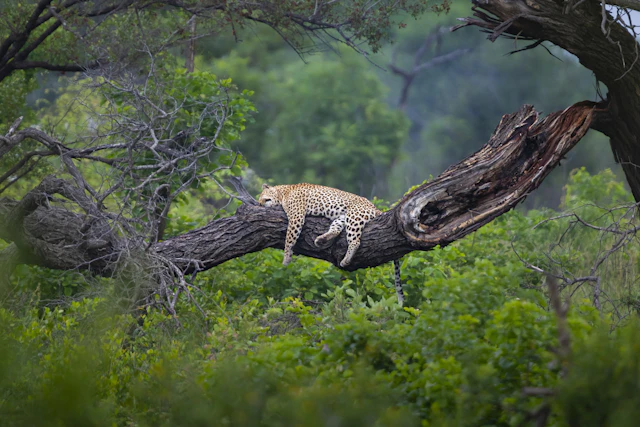 Guernsey Private Nature Reserve-0