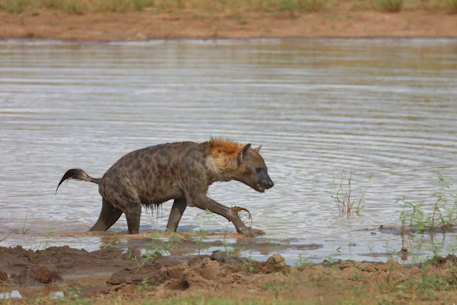 Guernsey Private Nature Reserve-1