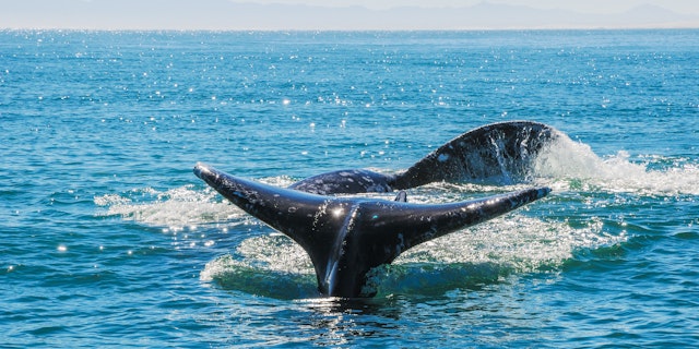 Guerrero Negro-3