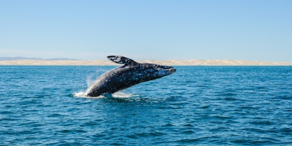 Mexiko Rundreise: 10 Tage Abenteuer - Image 3