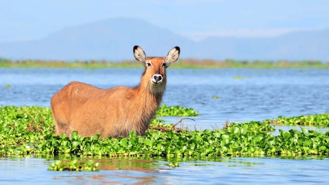 Kenia Rundreise und Baden an Traumstränden