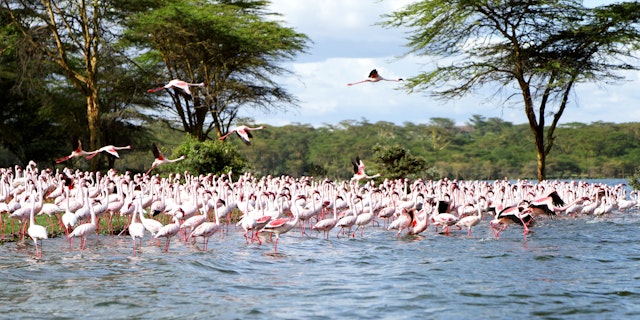 Lake Naivasha-1