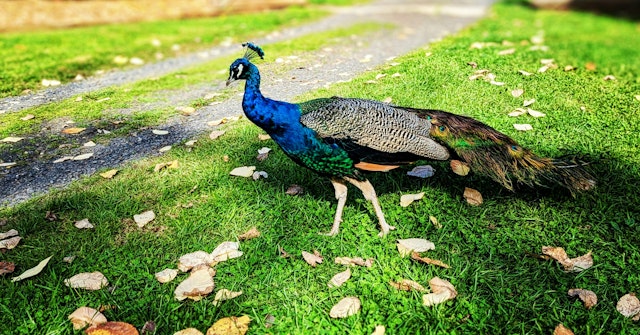 Mount Gambier-3