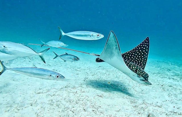 Dhaalu Atoll-1