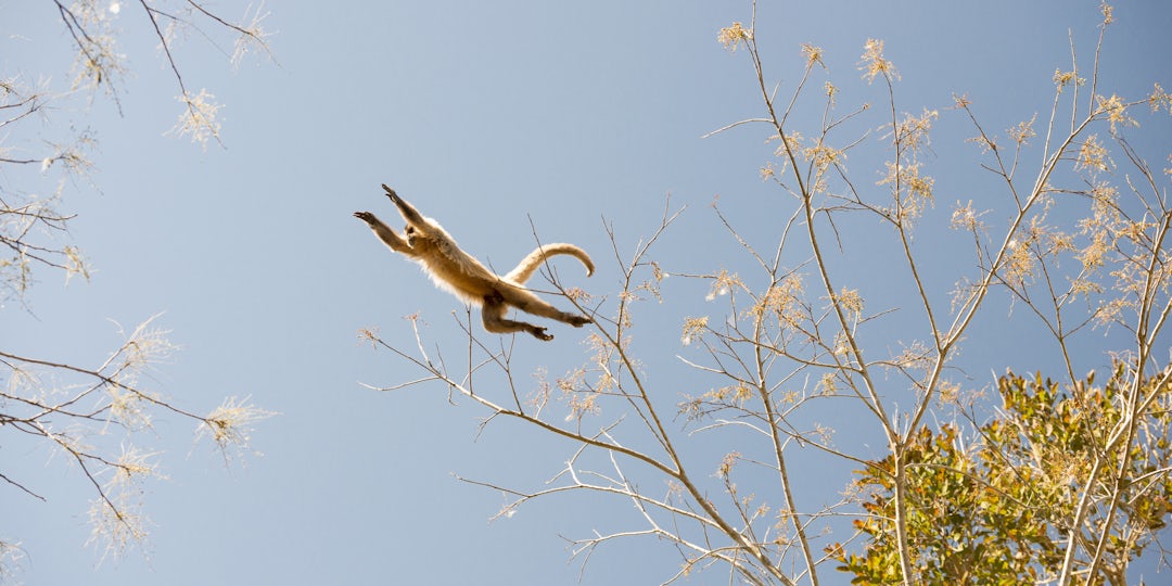 Iguazú-Wasserfälle & Pantanal: 2-Wochen Brasilien-Tour