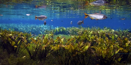 Brasilien Rundreise 2 Wochen: Wasserfälle und Südpantanal - Image 4