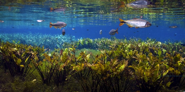 Bonito-2