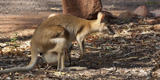 Nitmiluk National Park-2