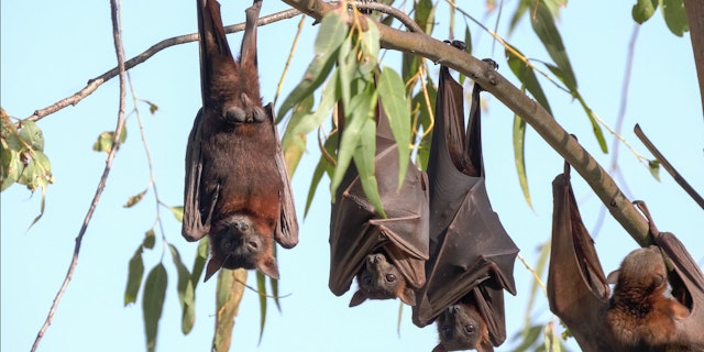 Nitmiluk National Park-3