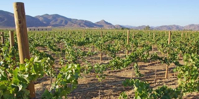 Ensenada-4
