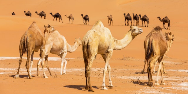  Liwa Oasis-0