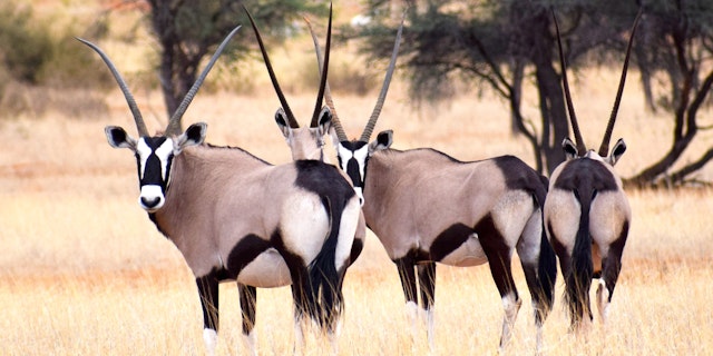 Kalahari Namibia-3