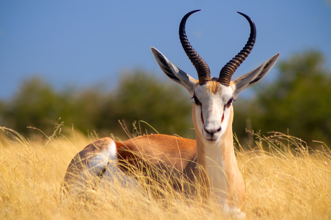 Namibia Familiensafari: Wildnis-Abenteuer