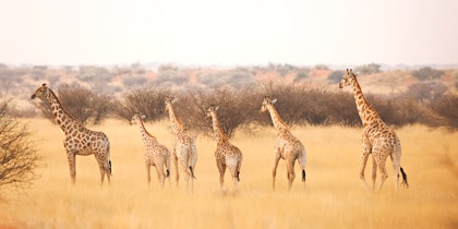 Namibia Familiensafari: Wildnis-Abenteuer - Image 2