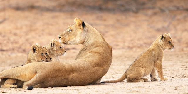 Kalahari Namibia-0