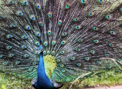 Sri Lanka Rundreise: privat geführt - Image 4