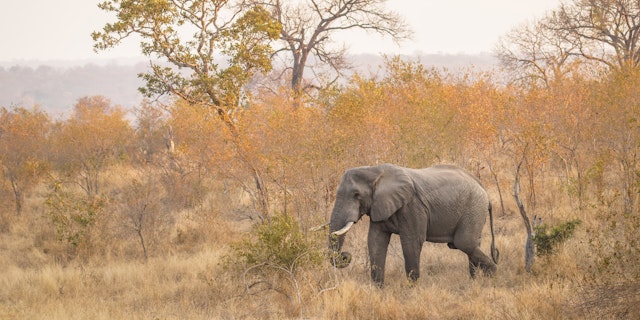 Sabi Sand Nature Reserve-1