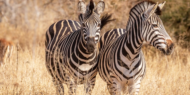 Sabi Sand Nature Reserve-3