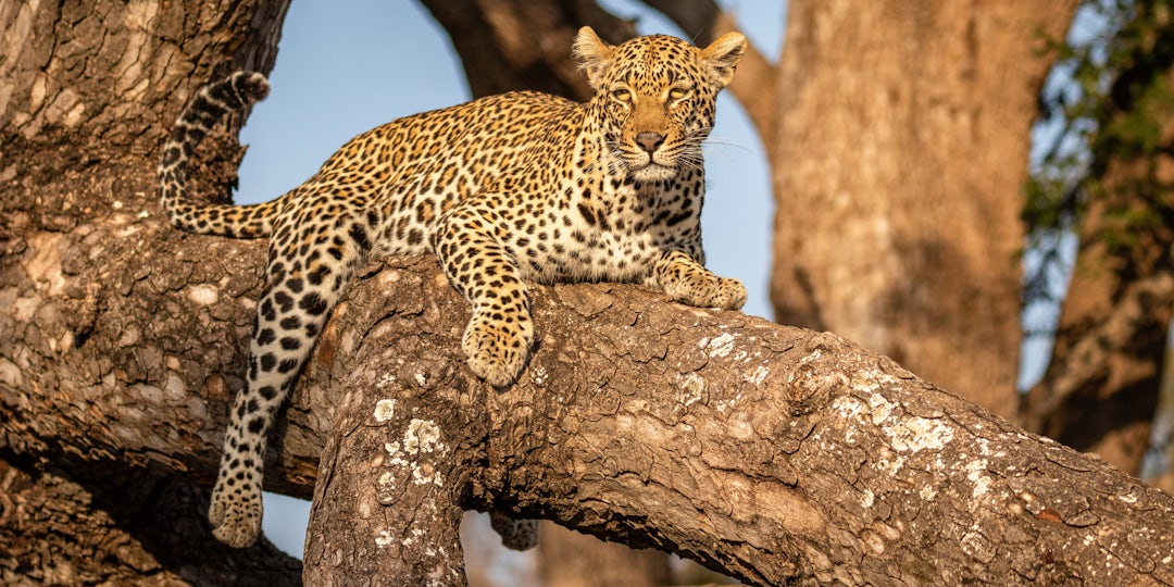 Abenteuerliche Südafrika & Mauritius Safari