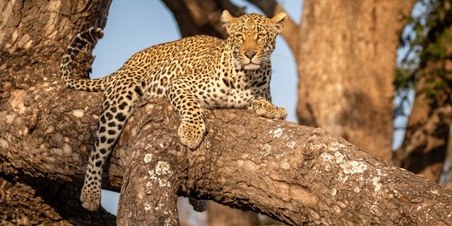 Sabi Sand Nature Reserve-0