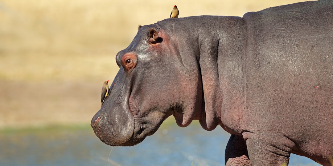 Privat-Safari Südafrika: 2 Wochen mit Panorama Route