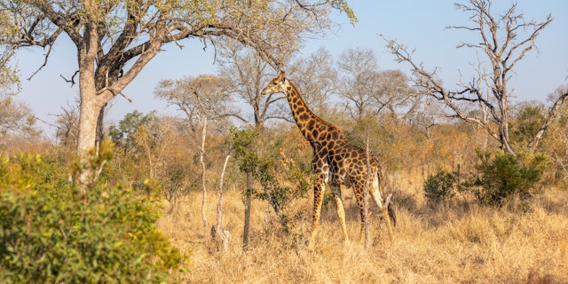 Sabi Sand Nature Reserve-1