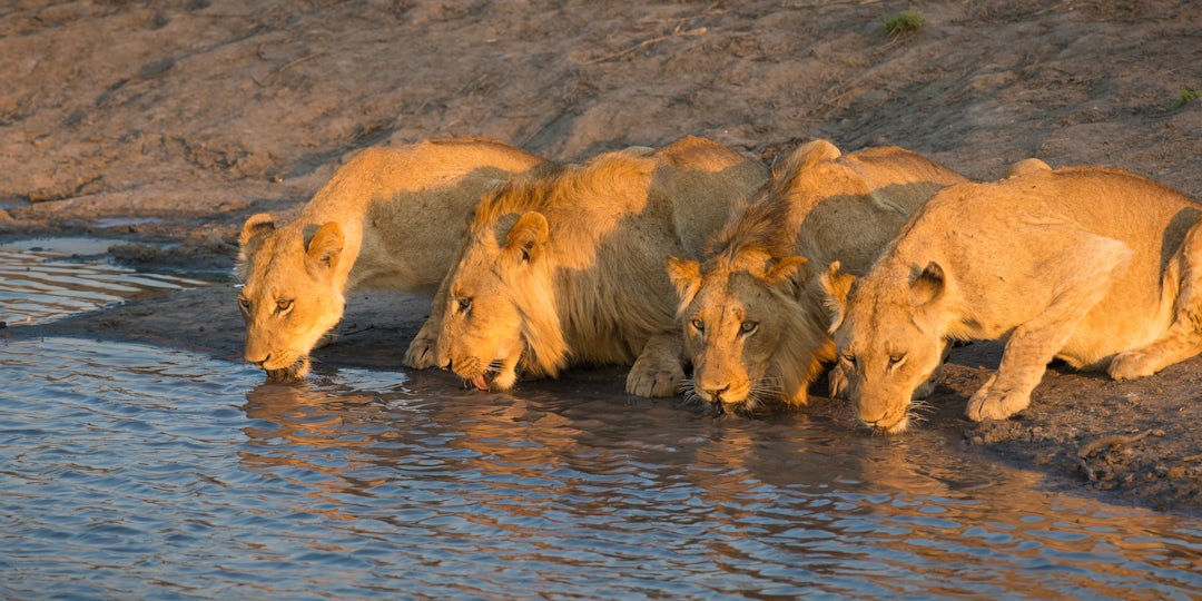 Séjour safari en Afrique du Sud