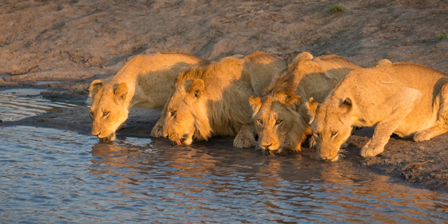 Sabi Sand Nature Reserve-4