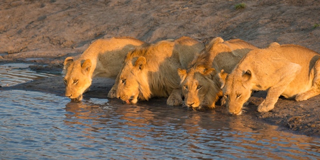 Sabi Sand Nature Reserve-5
