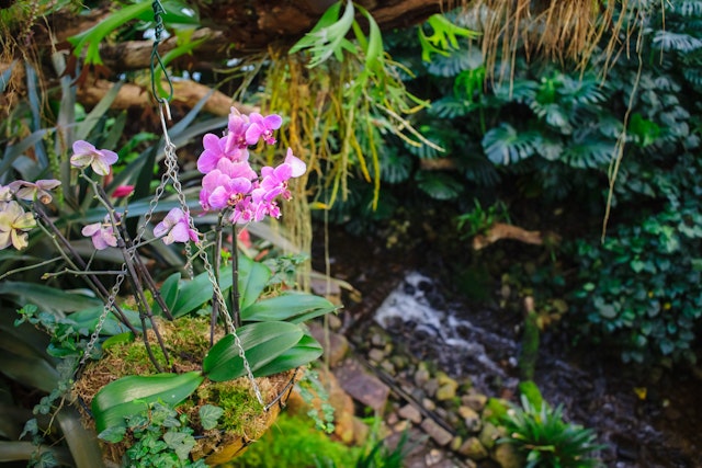 Réserve de la forêt nuageuse de Bellavista-1