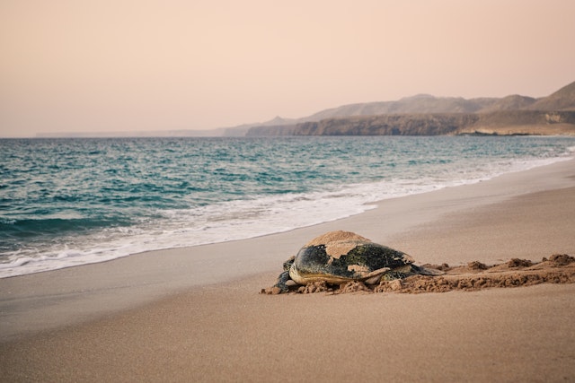 Ras al Hadd-4
