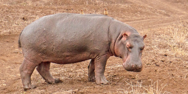Okavango-3