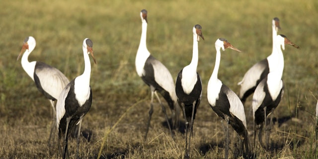 Okavango-5