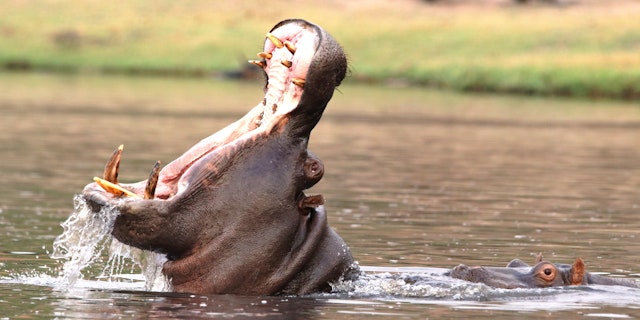 Okavango-0