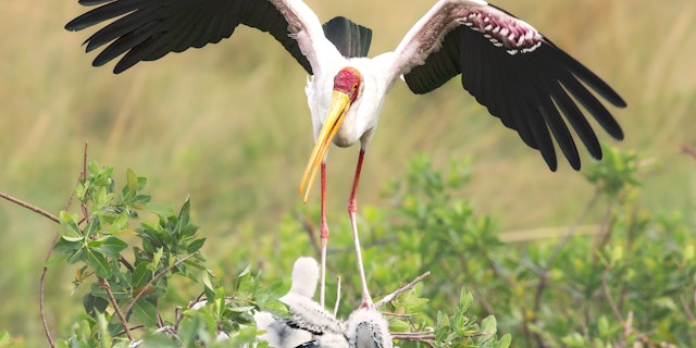 Okavango-2