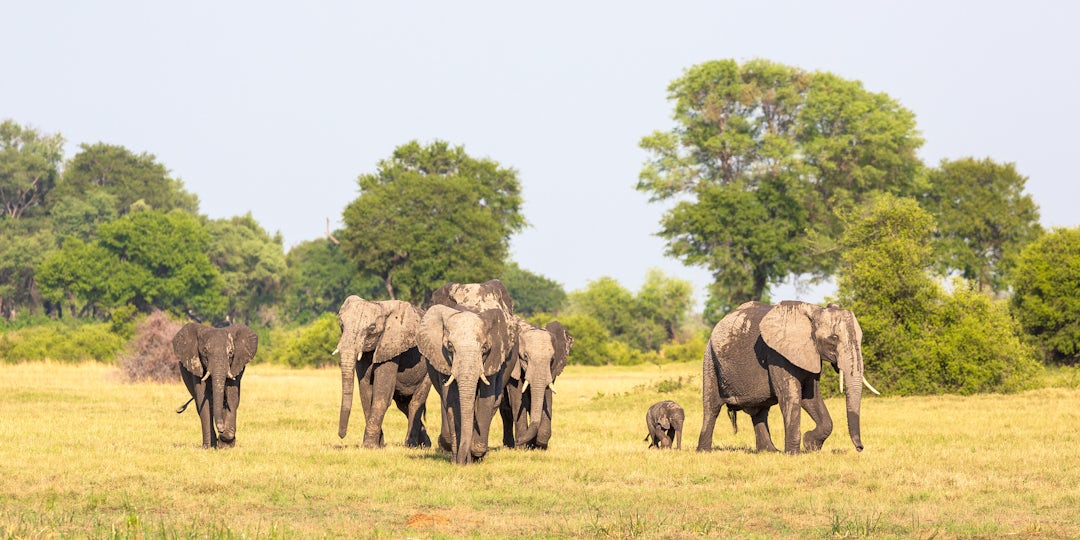 Ungezähmte Schönheit auf 19-tägiger Namibia-Botswana Rundreise