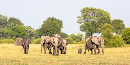 Safari en Namibie et découverte du Botswana - Image 4