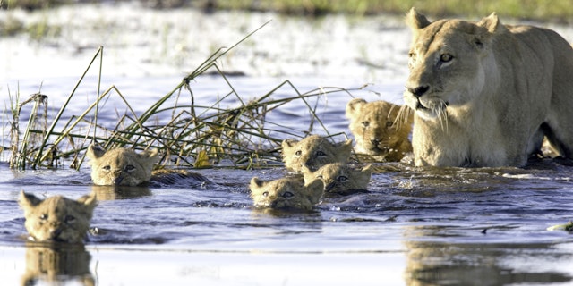 Okavango-4