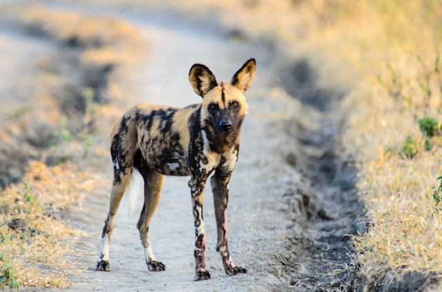 Safari und Badurlaub in Sansibar