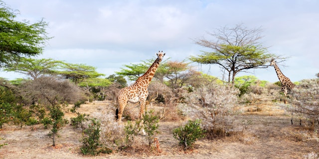 Safari und Badurlaub in Sansibar