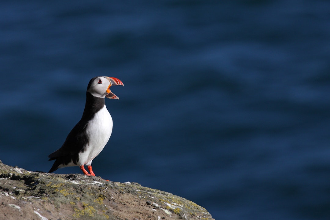 Island Rundreise 14 Tage: Wasserfälle & Vulkane erleben