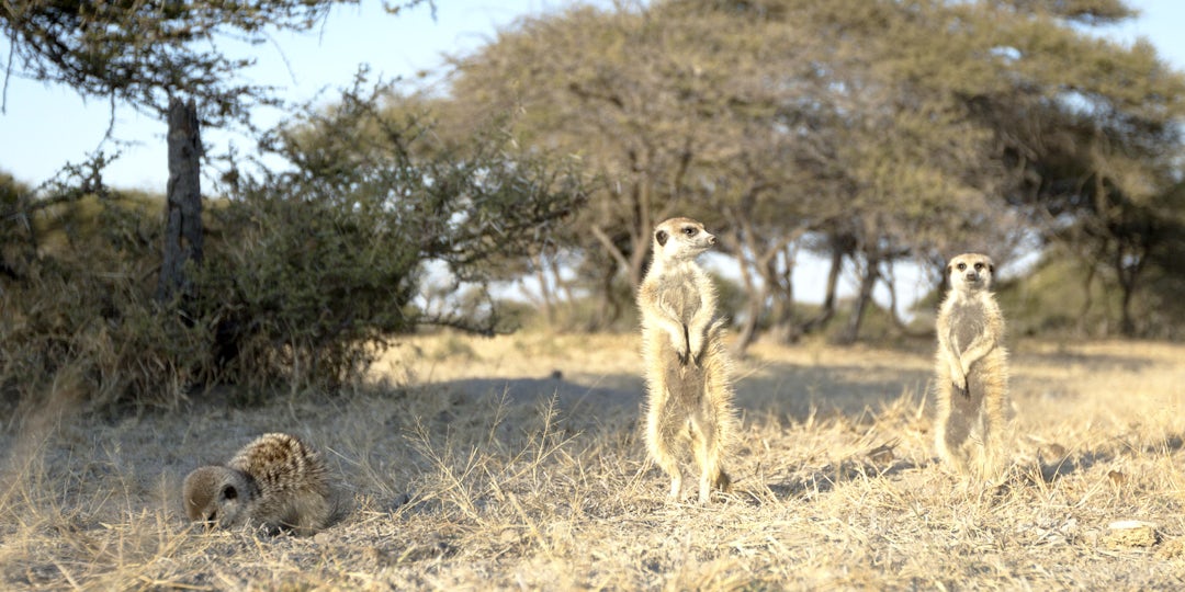 Safari en famille au Botswana