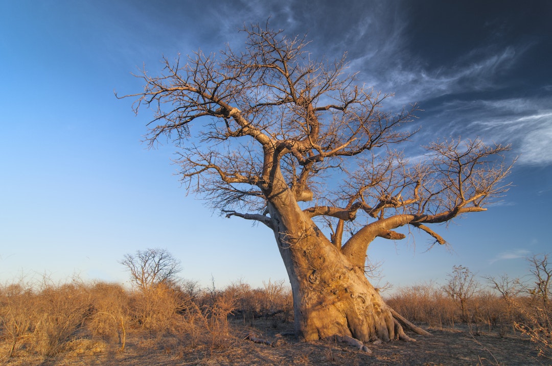 Familienreise in Botswana